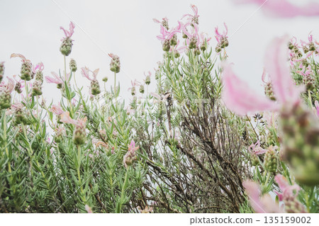 熏衣草 薰衣草 開花 135159002