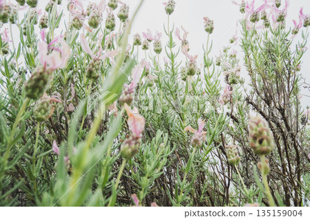 lavander, lavender, bloom 135159004
