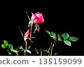 Roses blooming outdoors in the middle of winter 135159099