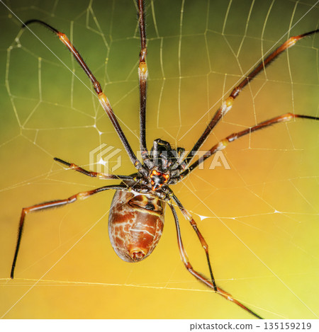 Australian Golden Orb Weaver Spider Australian Golden Orb Weaver Spider 135159219