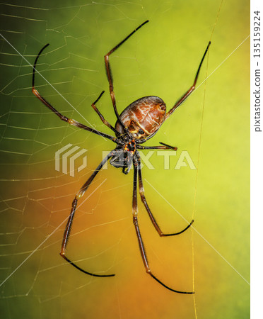 Australian Golden Orb Weaver Spider 135159224
