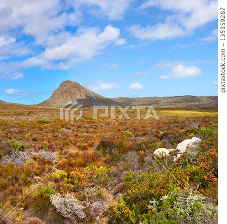 Nature, mountain and blue sky with field in park for landscape, environment and flowers. Bush, summer and wilderness with reserve in Cape Town for floral habitat, sustainability and mockup space Nature, mountain and blue sky with field in park for landscape, environment and flowers. Bush, summer and wilderness with reserve in Cape Town for floral habitat, sustainability and mockup space 135159287