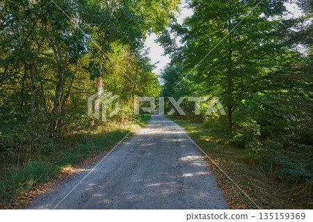Road, trees and path in nature forest with greenery and autumn leaves in the outdoor countryside. Landscape view of dirt street or asphalt with natural green tree row on sidewalk of rural environment 135159369