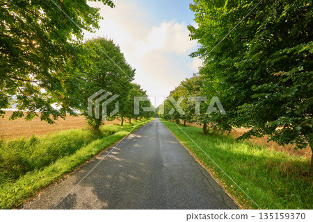 Asphalt road, trees and path in the countryside for travel, agriculture or natural environment. Landscape of plant growth, greenery or farmland highway and tree row down street in the nature outdoors 135159370