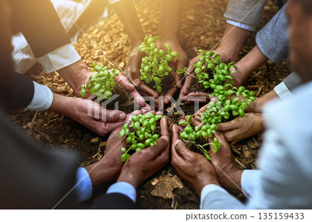 Palm, plants and group of people gardening, agriculture or sustainable startup, teamwork and business growth support. Hands, plant and person in circle of nonprofit, sustainability and soil on ground Palm, plants and group of people gardening, agriculture or sustainable startup, teamwork and business growth support. Hands, plant and person in circle of nonprofit, sustainability and soil on ground 135159433