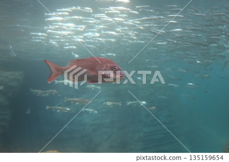 Red sea bream at the aquarium 135159654