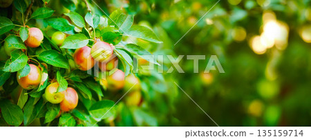 Apple, tree and plants, growth and nature for sustainable farming and agriculture or garden background. Banner of red and green fruits growing on trees for healthy food, harvest and sustainability Apple, tree and plants, growth and nature for sustainable farming and agriculture or garden background. Banner of red and green fruits growing on trees for healthy food, harvest and sustainability 135159714