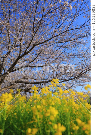 Cherry blossoms in full bloom shining in the blue sky Cherry blossoms in full bloom shining in the blue sky 135159852