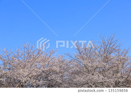 Cherry blossoms in full bloom shining in the blue sky Cherry blossoms in full bloom shining in the blue sky 135159856