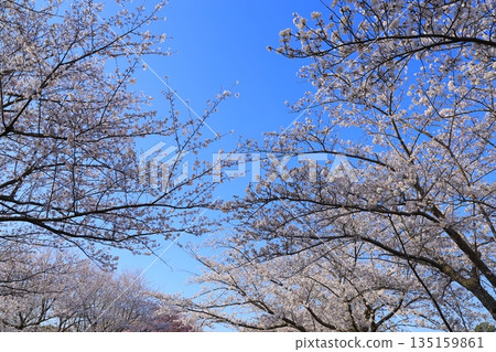 盛開的櫻花在藍天中閃耀 盛開的櫻花在藍天中閃耀 135159861