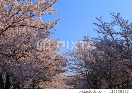 盛開的櫻花在藍天中閃耀 135159862