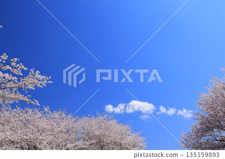 盛開的櫻花在藍天中閃耀 135159893