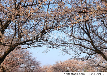 Cherry blossoms in full bloom shining in the blue sky Cherry blossoms in full bloom shining in the blue sky 135159912