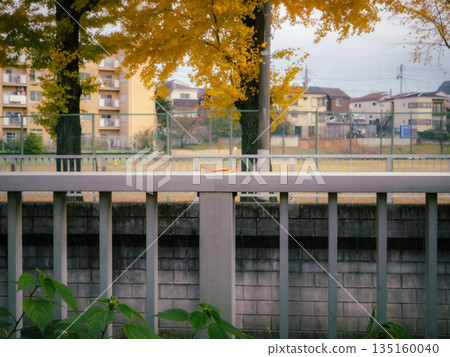 Everyday autumn scenery | Residential area lined with ginkgo trees 135160040