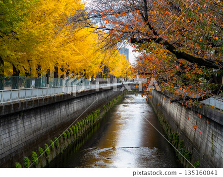 Golden ginkgo trees line the river in autumn 135160041