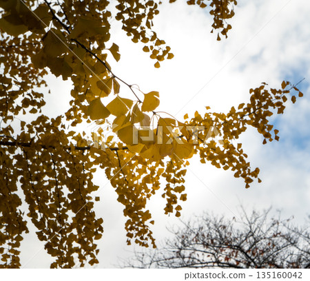 Close-up of golden autumn ginkgo leaves against a blue sky 135160042