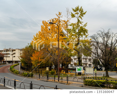 A colorful giant ginkgo tree and streetlights in a residential area in late autumn A colorful giant ginkgo tree and streetlights in a residential area in late autumn 135160047