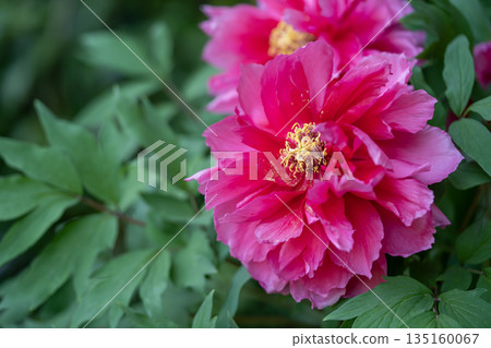 Pink peony close-up 135160067