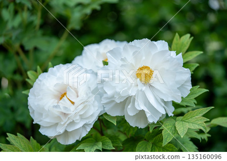 White peony White peony 135160096