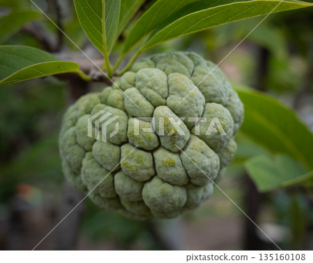 Custard apple unripe fruit tree branch green leaves, Annona squamosa sugar apple hangs naturally amid lush foliage fresh exotic tropical Asian produce organic healthy edible close up in garden 135160108