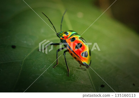 Picasso jewel bug macro colorful shield insect green leaf, vibrant rainbow Sphaerocoris annulus Zulu hud iridescent spots rests on foliage exotic tropical African wildlife natural close up photo Picasso jewel bug macro colorful shield insect green leaf, vibrant rainbow Sphaerocoris annulus Zulu hud iridescent spots rests on foliage exotic tropical African wildlife natural close up photo 135160113