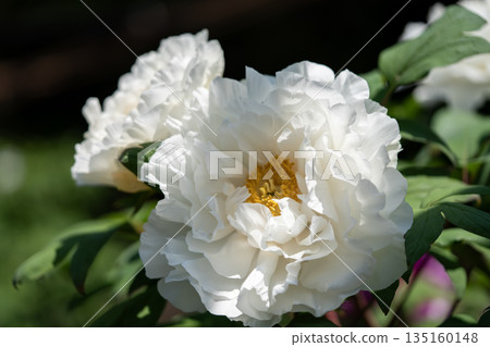 White peony White peony 135160148