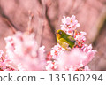 A Japanese white-eye resting on a cherry blossom tree in full bloom 135160294