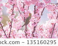 A Japanese white-eye sucking nectar from a cherry blossom 135160295