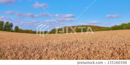 Landscape, wheat field and clouds on blue sky for countryside, farming or eco friendly background. Sustainability, growth and gold grass or grain development on empty farm for agriculture industry 135160398