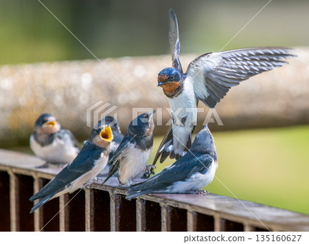 燕子覓食 135160627