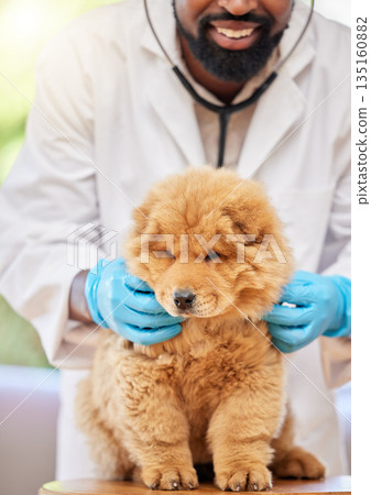 Man, vet and check of puppy at clinic, medical and animal support with a smile. Happy, African male person expert and veterinarian with a cute chow chow dog and professional with care at job Man, vet and check of puppy at clinic, medical and animal support with a smile. Happy, African male person expert and veterinarian with a cute chow chow dog and professional with care at job 135160882
