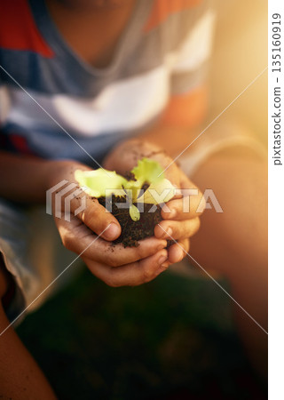 Hands of kid, soil or learning to plant in garden for sustainability, agriculture care or farming development. Backyard, natural growth or closeup of child hand holding sand or planting for agro Hands of kid, soil or learning to plant in garden for sustainability, agriculture care or farming development. Backyard, natural growth or closeup of child hand holding sand or planting for agro 135160919