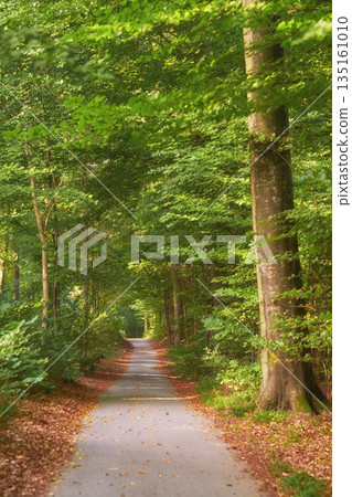 Forest, trees and landscape, nature and path with environment and woodland location in Denmark. Travel, orange leaves in park and scenic destination with autumn season, outdoor and natural scenery Forest, trees and landscape, nature and path with environment and woodland location in Denmark. Travel, orange leaves in park and scenic destination with autumn season, outdoor and natural scenery 135161010