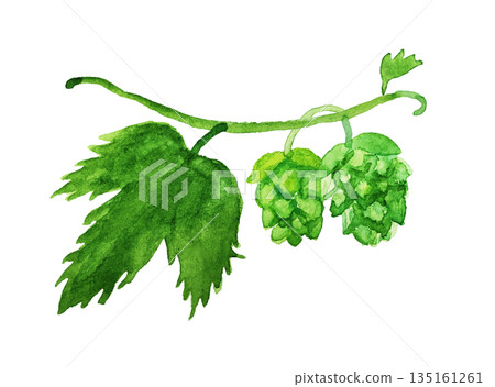Watercolor hop Watercolor hop 135161261