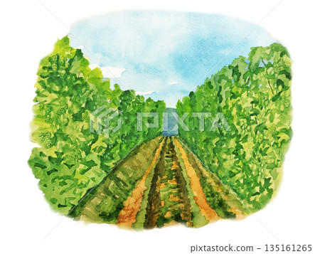 watercolor hop field watercolor hop field 135161265