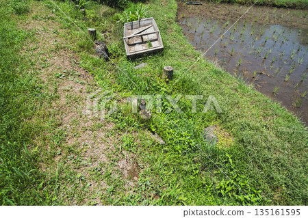 paddy field, rice field, paddy 135161595
