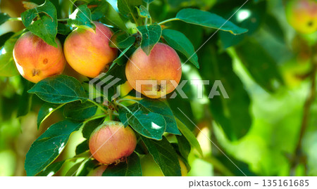 Apple, red fruit and tree in garden or branch with leaves, green plant and agriculture or sustainable farm. Nature, apples and healthy food from farming, plants and natural fiber for nutrition 135161685
