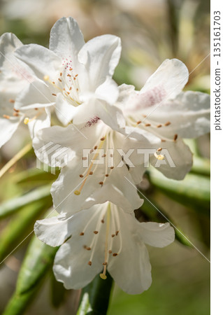 White cypress flower 135161703