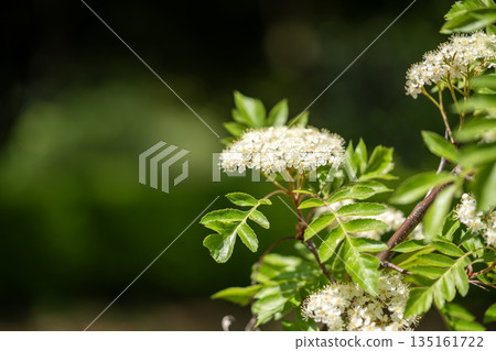 White flowers of Yosanohagoromo rowan White flowers of Yosanohagoromo rowan 135161722