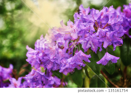 Closeup, environment and flowers in springtime, nature and growth with season, ecology or weather. Natural, landscape or plant with light, green or beauty in a garden, eco friendly and sustainability Closeup, environment and flowers in springtime, nature and growth with season, ecology or weather. Natural, landscape or plant with light, green or beauty in a garden, eco friendly and sustainability 135161754