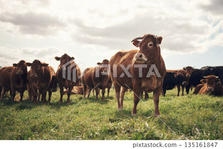 Cows, farm and agriculture landscape with grass, field of green and calm countryside nature. Cattle, sustainable farming and animals for beef industry, meat or cow on pasture, meadow or environment Cows, farm and agriculture landscape with grass, field of green and calm countryside nature. Cattle, sustainable farming and animals for beef industry, meat or cow on pasture, meadow or environment 135161847