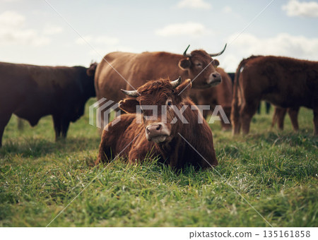 Cow, agriculture and farm landscape with grass, field of green and calm countryside nature. Cattle, sustainable farming and animals for beef industry, meat or cows on pasture, meadow or environment Cow, agriculture and farm landscape with grass, field of green and calm countryside nature. Cattle, sustainable farming and animals for beef industry, meat or cows on pasture, meadow or environment 135161858