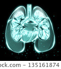 人體肺部示意圖 135161874
