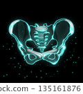 人體骨盆示意圖 135161876