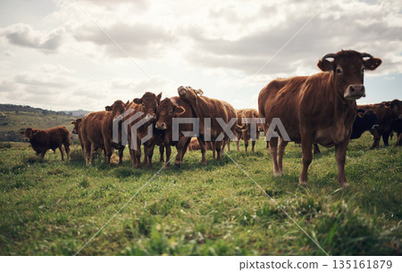 Cow, landscape and agriculture farm with grass, field of green and calm countryside nature. Cattle, sustainable farming and animals for beef industry, meat or cows on pasture, meadow or environment Cow, landscape and agriculture farm with grass, field of green and calm countryside nature. Cattle, sustainable farming and animals for beef industry, meat or cows on pasture, meadow or environment 135161879