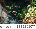 9609 Neon Tetra Gardenal Tetra 135161977