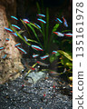 9610 Neon Tetra Gardenal Tetra 135161978