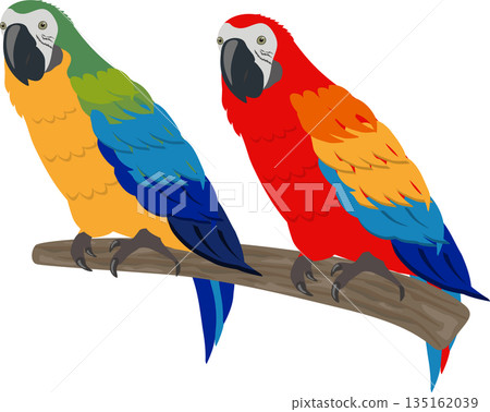 Two macaws Two macaws 135162039