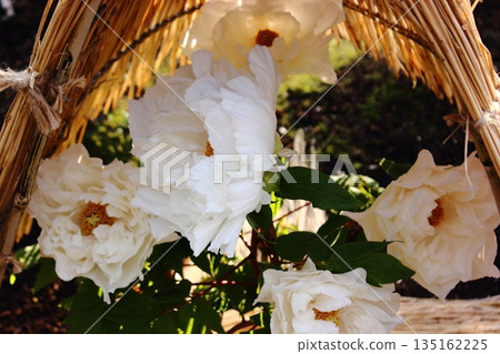 A winter peony called "Renkaku" bloomed at the Ueno Peony Garden in January 2026. A winter peony called "Renkaku" bloomed at the Ueno Peony Garden in January 2026. 135162225