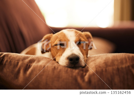 Dog on couch, sleep and relax in home for happy pet in comfort and safety in living room. Tired Jack Russell sleeping on couch, furniture and pets with loyalty, cute face and pillow in lounge alone. Dog on couch, sleep and relax in home for happy pet in comfort and safety in living room. Tired Jack Russell sleeping on couch, furniture and pets with loyalty, cute face and pillow in lounge alone. 135162456